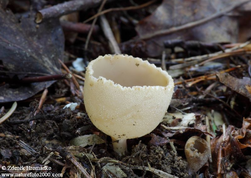 Zvonkovka číškovitá, Tarzetta cupularis (Houby, Fungi)